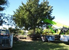 Kwikfynd Tree Management Services
bredbo